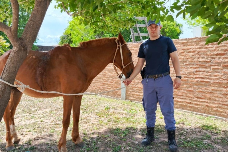 En Campo Largo, la Justicia de Paz rescató un caballo abandonado con heridas graves En Campo Largo, la Justicia de Paz rescató un caballo abandonado con heridas graves